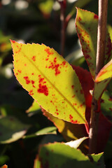 Close-up of Red robin Phtonia leaves with red spots, Disease on Photonia bush