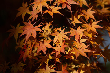 autumn leaves background