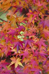 colorful autumn leaves