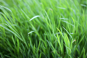 Fototapeta na wymiar fresh grass
