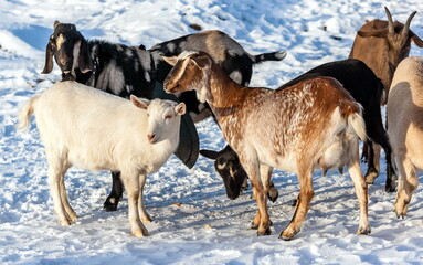 Goats of different colors close up on the background of snow in winter