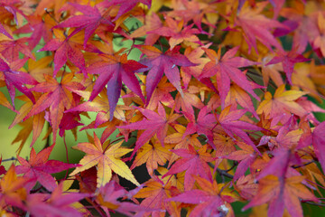 autumn leaves background