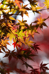 autumn leaves background
