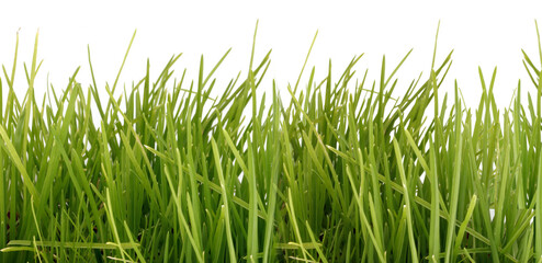grass