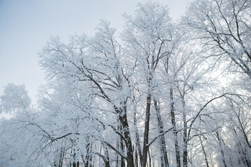 Fototapeta na wymiar Winter forest with trees covered in snow and frost