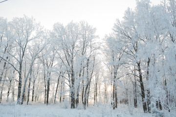 Fototapeta na wymiar Winter forest with trees covered in snow and frost
