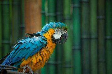 the parrot at the zoo