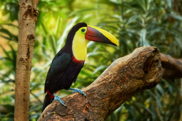 bird Chestnut-mandibled toucan