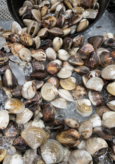 Group of the raw Mercenaria mercenaria (quahog) on the ice tray