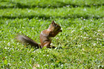 Saint Petersburg, Russia. July, 15, 2014. A red squirrel gnaws nuts in green lawn.