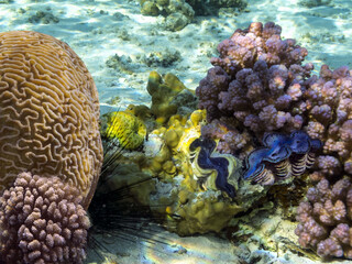 Underwater coral reef and sea urchin