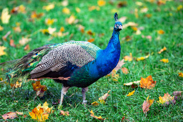 Obraz premium A Peacock with bright colorful feathers on a walk in the autumn park