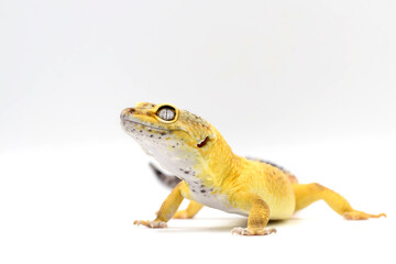Exotic Lemon Frost Leopard Gecko isolated in bright white background
