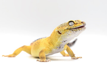 Exotic Lemon Frost Leopard Gecko isolated in bright white background