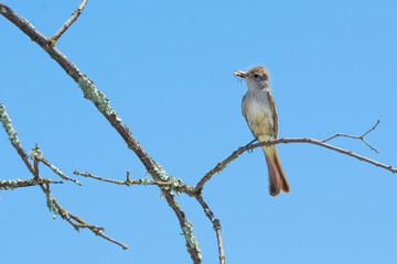 Thick-billed Kingbird