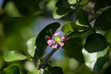 Pink Flower of Barbados or Acerola Cherry flower