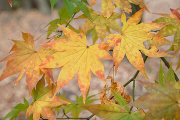 秋の楓