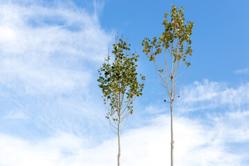 poplar on a background of blue sky