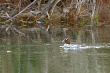 Female Common Goldeneye Duck