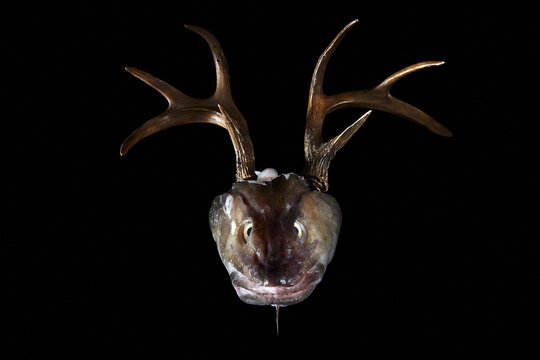A fish head with antlers in front of a black background