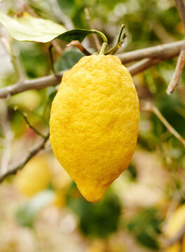 A ripe lemon on a tree