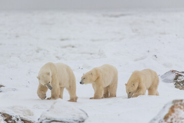 Obraz na płótnie Canvas Three polar bears, Mom cubs walking across the frozen sea ice in northern Manitoba during their migration to the frozen ocean for winter hunting months in northern Canada, Manitoba. 