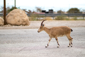 Nubian ibex stands on an asphalt road in Ein Gedi, blurred background.