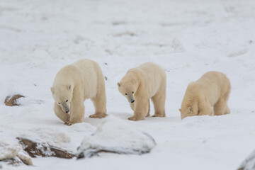 Three polar bears, Mom cubs walking across the frozen sea ice in northern Manitoba during their migration to the frozen ocean for winter hunting months in northern Canada, Manitoba. 