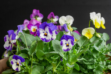 ビオラを植える・黒背景05