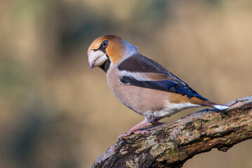 Kernbeißer (Coccothraustes coccothraustes)