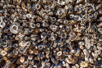 stack of firewood