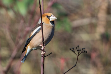 Kernbeißer (Coccothraustes coccothraustes)