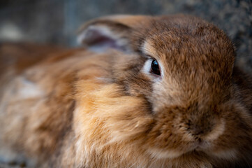 ウサギのマクロ