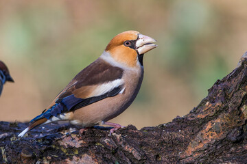 Kernbeißer (Coccothraustes coccothraustes)