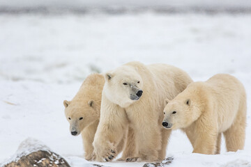 Three polar bears, Mom cubs walking across the frozen sea ice in northern Manitoba during their migration to the frozen ocean for winter hunting months in northern Canada, Manitoba. 