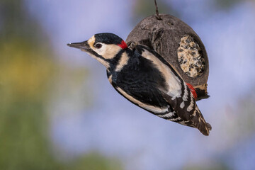 Buntspecht (Dendrocopus major) Männchen