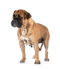 Fototapeta premium puppy bullmastiff in studio
