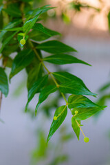 Young dogwood or Cornus mas plant