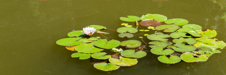 White lilies on a river