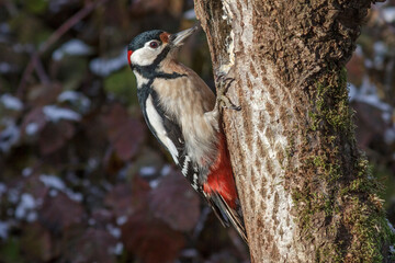 Buntspecht (Dendrocopos major) Männchen