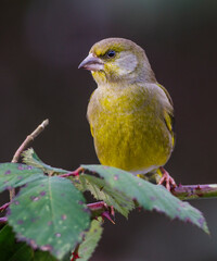Grünfink (Carduelis chloris)