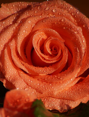 красная красивая роза, оранжевая роза