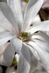 white magnolia