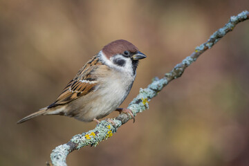 Feldsperling (Passer montanus)