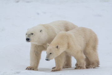 Two polar bears walking across the frozen sea ice in northern Manitoba during their migration to the frozen ocean for winter hunting months in northern Canada, Manitoba. 