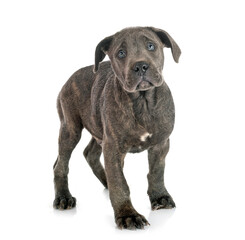 Fototapeta premium puppy cane corso
