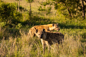 spotted hyenas in golden light