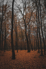 Fototapeta premium autumn in the forest