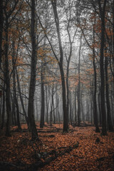 Obraz premium autumn in the woods