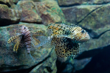 Red lionfish or Pterois volitans in wild nature
